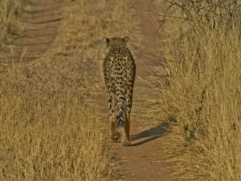 Cheetah, Okonjima